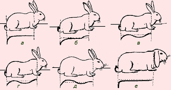 Недостатки телосложения кроликов